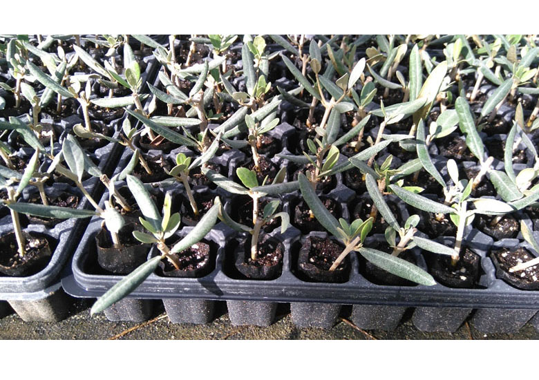 zoom sur pousse d'olivier